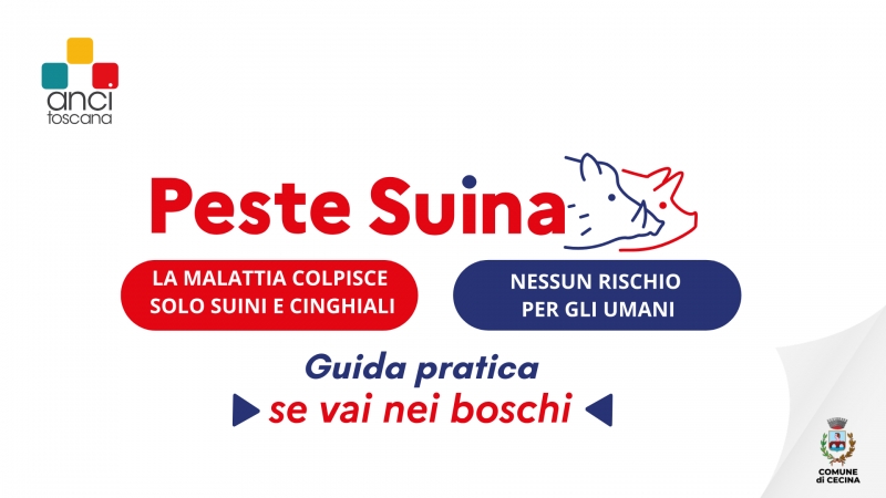 Peste suina africana: cosa c\'� da sapere